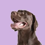Выгул • Передержка • Дрессировка • СПб Питер - @hope_fordogs - Instagram