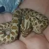 Hope Franklin - @hope.franklin55 - TikTok