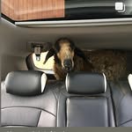 Hope - @hope_and_their_friends - Instagram