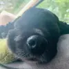 Hopfry - @hopefryer - TikTok