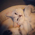 Hope Van Ravens-Gilmore - @hopeykat23 - Instagram