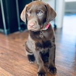 🐾Penelope Hope Gilmore🐾 - @duchesspenelope.thechocolate - Instagram