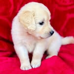 Hope | Golden Retriever - @hope_thegoldenretriever_ - Instagram