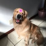 Hope |Golden Retriever🎀 - @hope.a.golden - Instagram