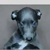 hope gregory - @wolfgregory1 - TikTok