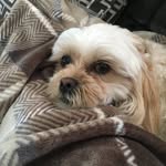 Cute Dog Hope - @hope_grossi - Instagram