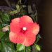 Hope Harding - Facebook
