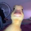 Hope Harrell - @hhope67393 - TikTok