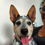 Hope - @hope_blue_heller - Instagram