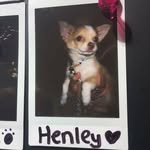 Henley - @henleyhope - Instagram
