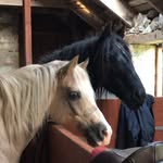 H O P E 🐴 - @hope.howes03 - Instagram