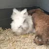 HayleyHopeHummelHazel - @hayleyhopehummel - TikTok