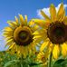 Searching for Hope: Rhonda Shelford Jansen - Facebook