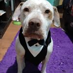 Kaiser Emmy Farias Iriarte - @kaiser.pitbullhopeson - Instagram