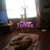 giyiahopekane - @tofee024 - TikTok