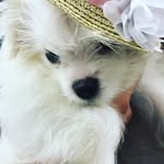 Hope Kane - @hopethemaltipom - Instagram