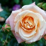 Rose - @hopek.enney - Instagram