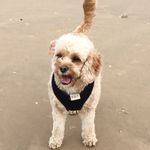 Hope Waffles Kenyon - @hopethecavapoo - Instagram