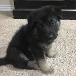 Hope Knowles - @hope_the_shepherd - Instagram