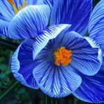 Bridges of Hope 希望之橋 Pisa Lam - Facebook