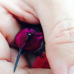 Hope Langston - @spreadhopeandhummers - Instagram