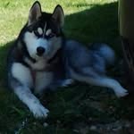 Hope - @hope_the_3_legged_husky - Instagram