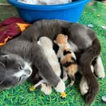 HOPE OF FOUR LEGGED SOULS - @hopeoffourlegged - Instagram