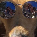 Hope🐶Levine The Wanna Be Cat🐱 - @hopelevine - Instagram