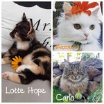 Doreen S. - @lotte_hope_and_friends - Instagram