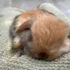 hopes main - @hopes.main27 - TikTok