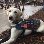Hope Meyer - @hopetheservicedog - Instagram