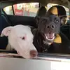 Hope Meyer - @hopemeyer7 - TikTok