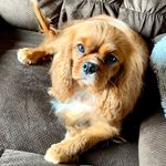 Hope Moss - @misshopethecavie - Instagram