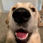 Stella Hope Navarro🦮🎀🐾🌸💖 - @stellatheservicegolden - Instagram