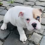 Hope - @hope_new_bulldog - Instagram