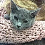 Hope Newman - @hopethecat66 - Instagram