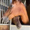 hopeabbottnewman - @hopeabbottnewman - TikTok