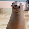 notttinityhope - @notttinityhopes_pets - TikTok