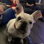 Hope Orr - @hopeorr_the_frenchie - Instagram