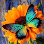 Hope A. Pendergrass - Facebook