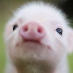 Hope Presser - @hope_presser20 - Instagram