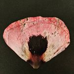Hope Valley Press - @hopevalleypress - Instagram