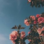 hope for preston - @hopeforpreston - Instagram