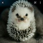 Quicky🦔 - @hope._quick - Instagram