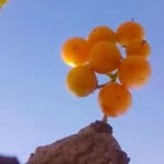 Hope Ramirez - @bhauryajiganeshbhai - Instagram