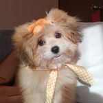 Hope Ramírez - @shihpoo_hope - Instagram