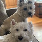 Hope & Kevin Rapp-fur parents - @yoshi_daisy303westies - Instagram