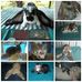 Hope-N-Ricks Love Bunnies For Sale - Facebook