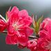 Hope Roberson - Facebook