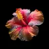 hope - @hopesharpe5 - TikTok